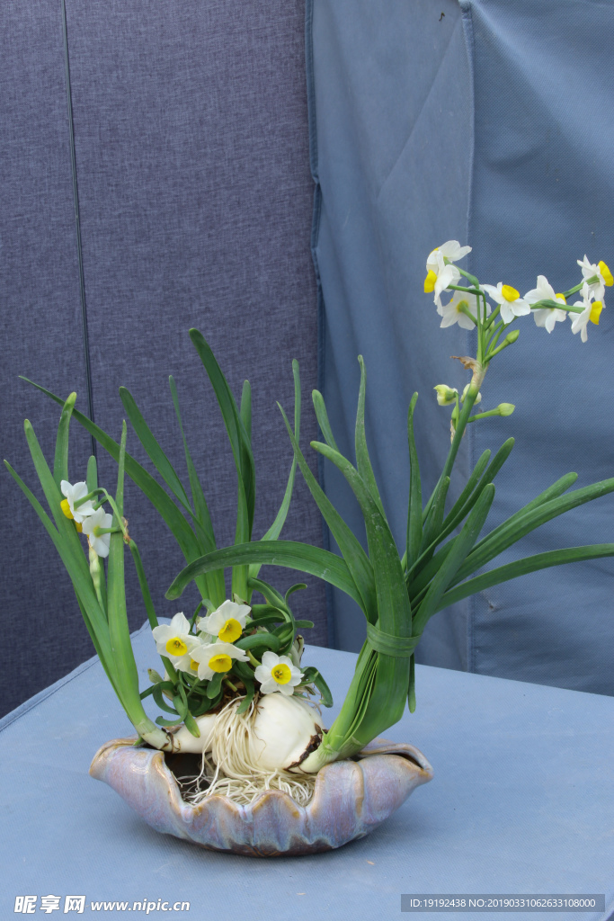水仙花