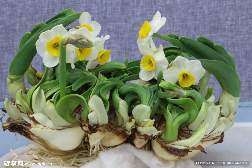 水仙花