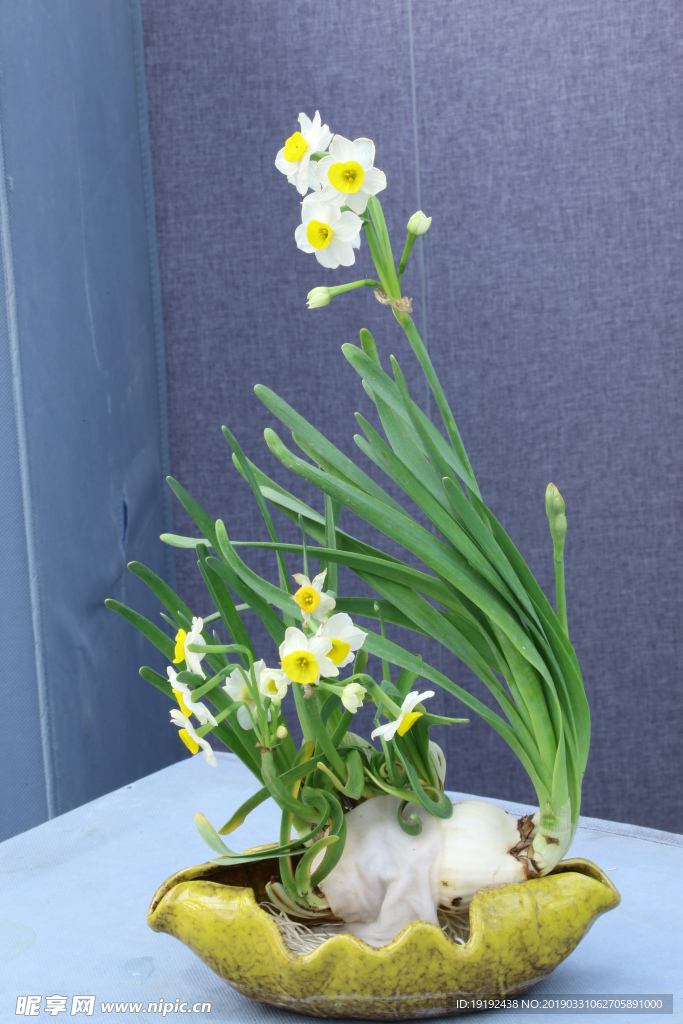 水仙花