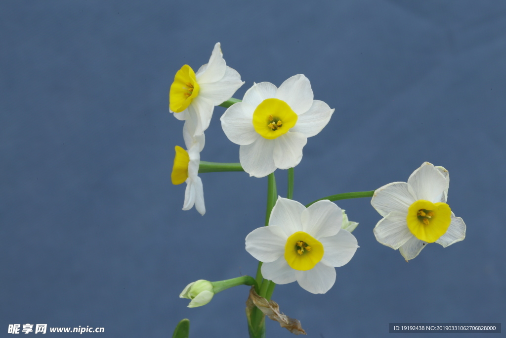 水仙花