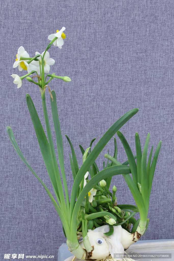 水仙花