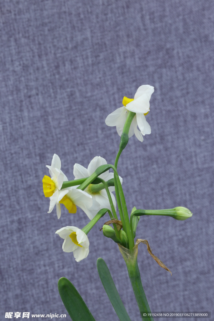 水仙花