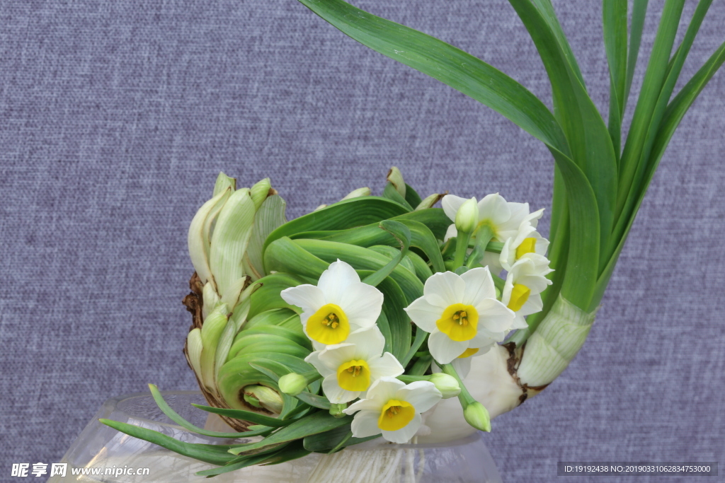 水仙花