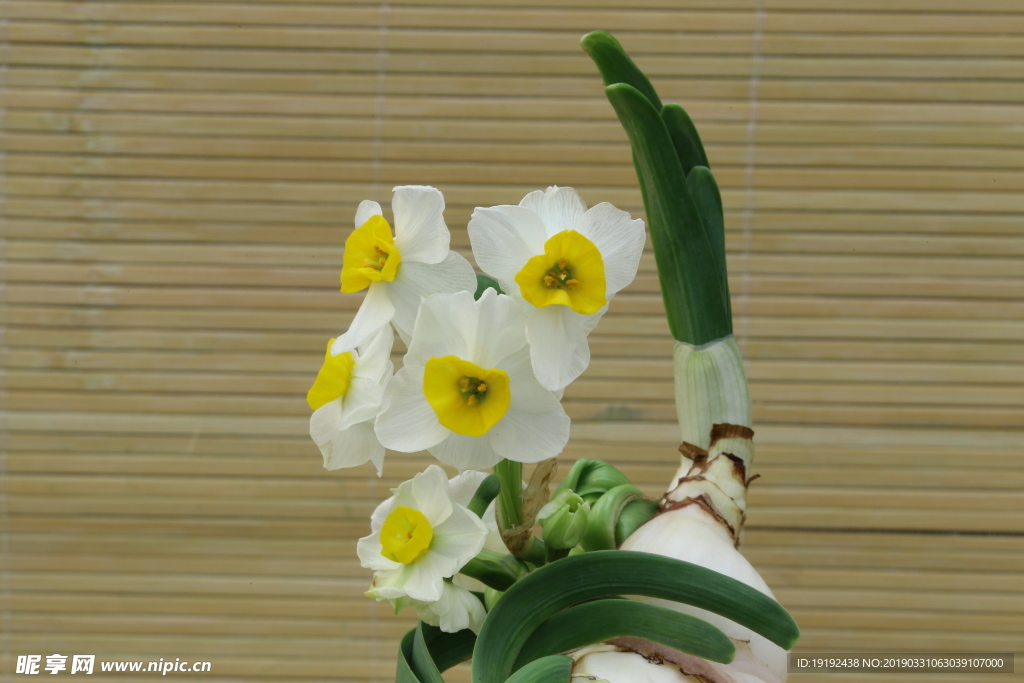 水仙花