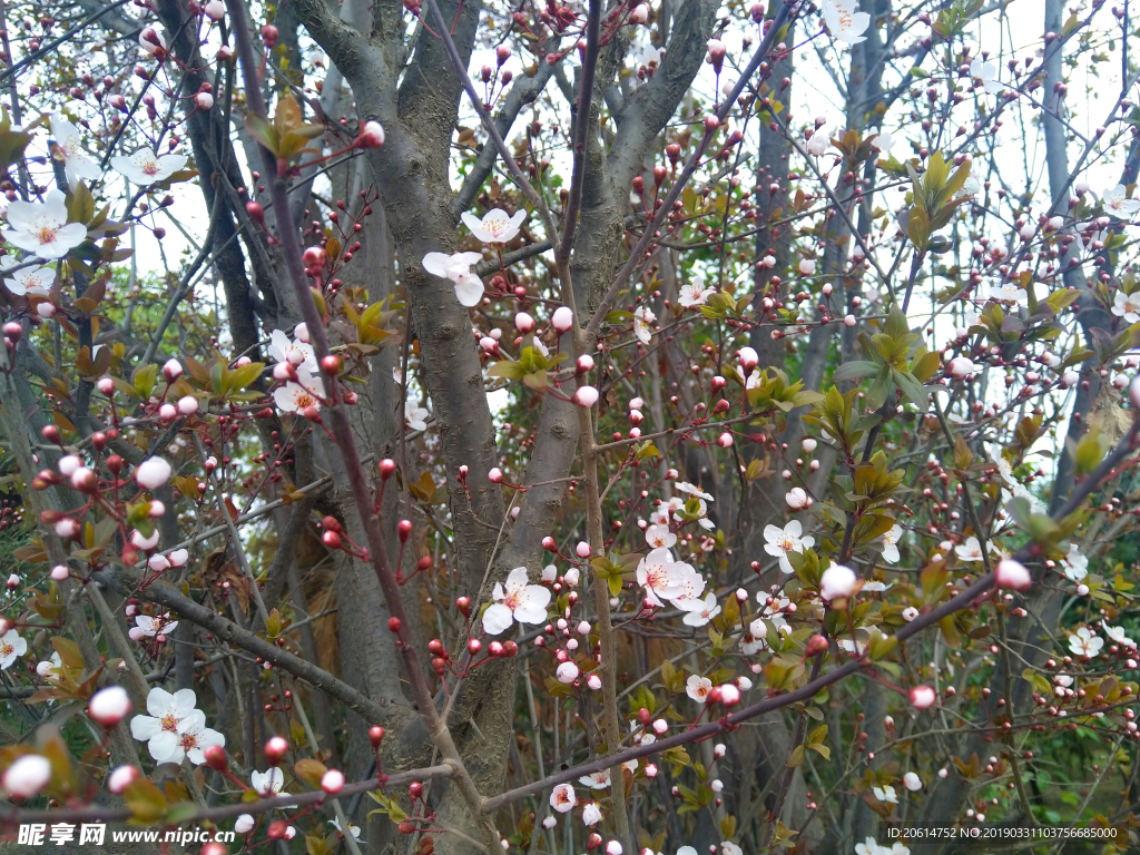 美丽的花朵