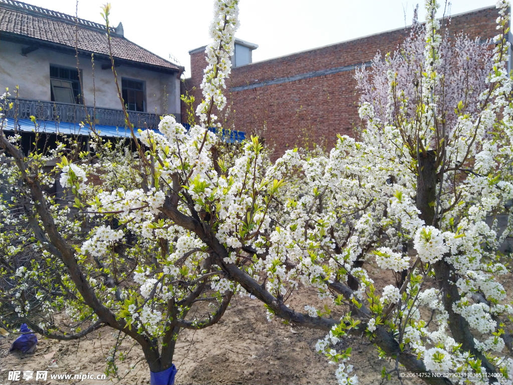 一簇一簇的花朵