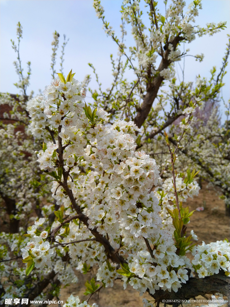 盛开的花朵