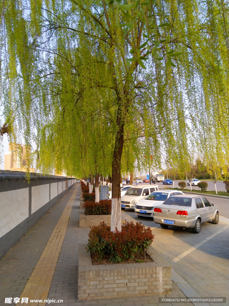 万条垂下绿丝绦