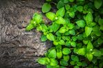 大自然绿色植物素材纹理贴图4k