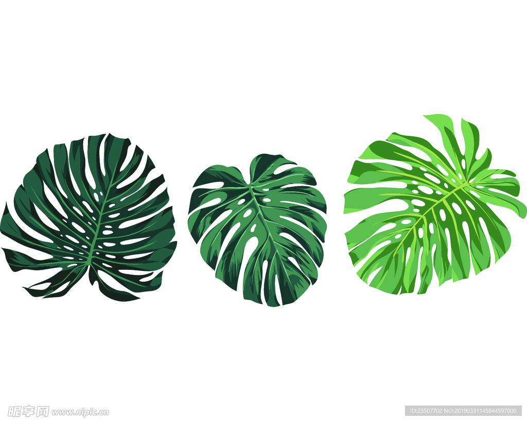 热带植物 绿色叶子