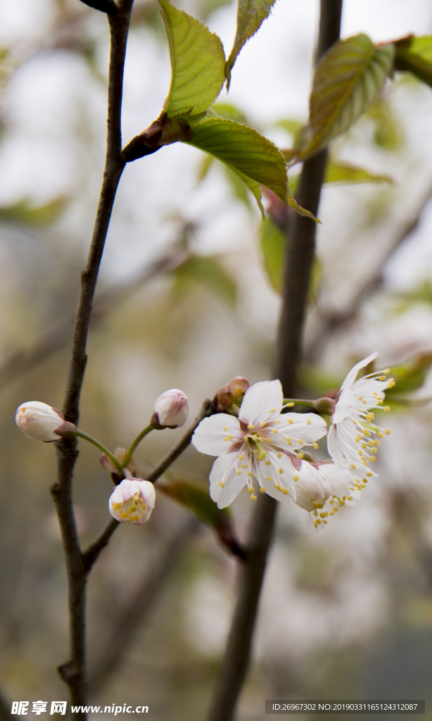 樱桃花