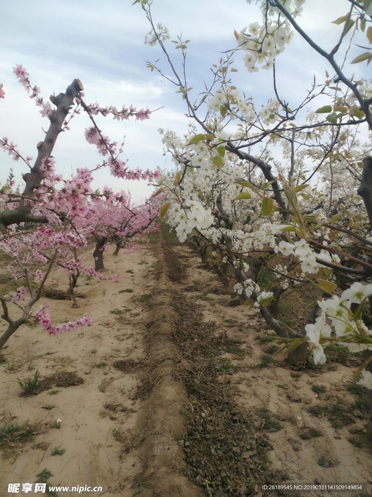 梨花桃花