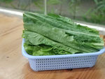 油麦菜