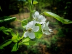 花旗