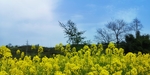 油菜