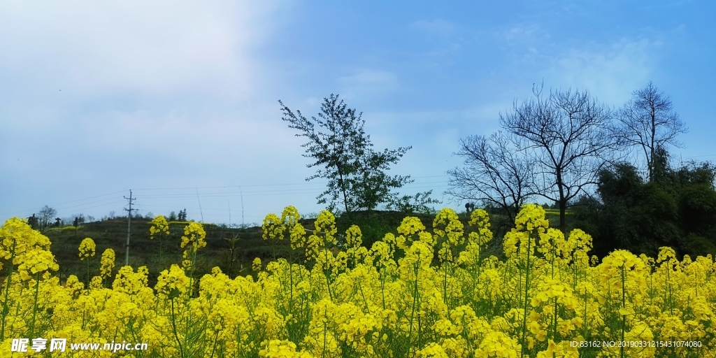 油菜