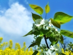 蓝天油菜