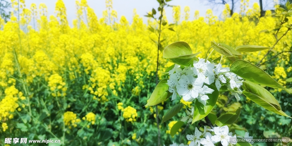 田园风光