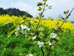 油菜花