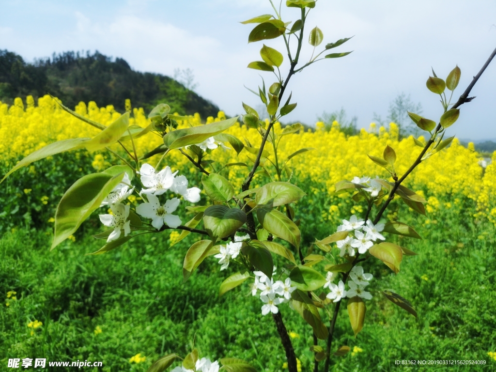 油菜花