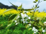 油菜花