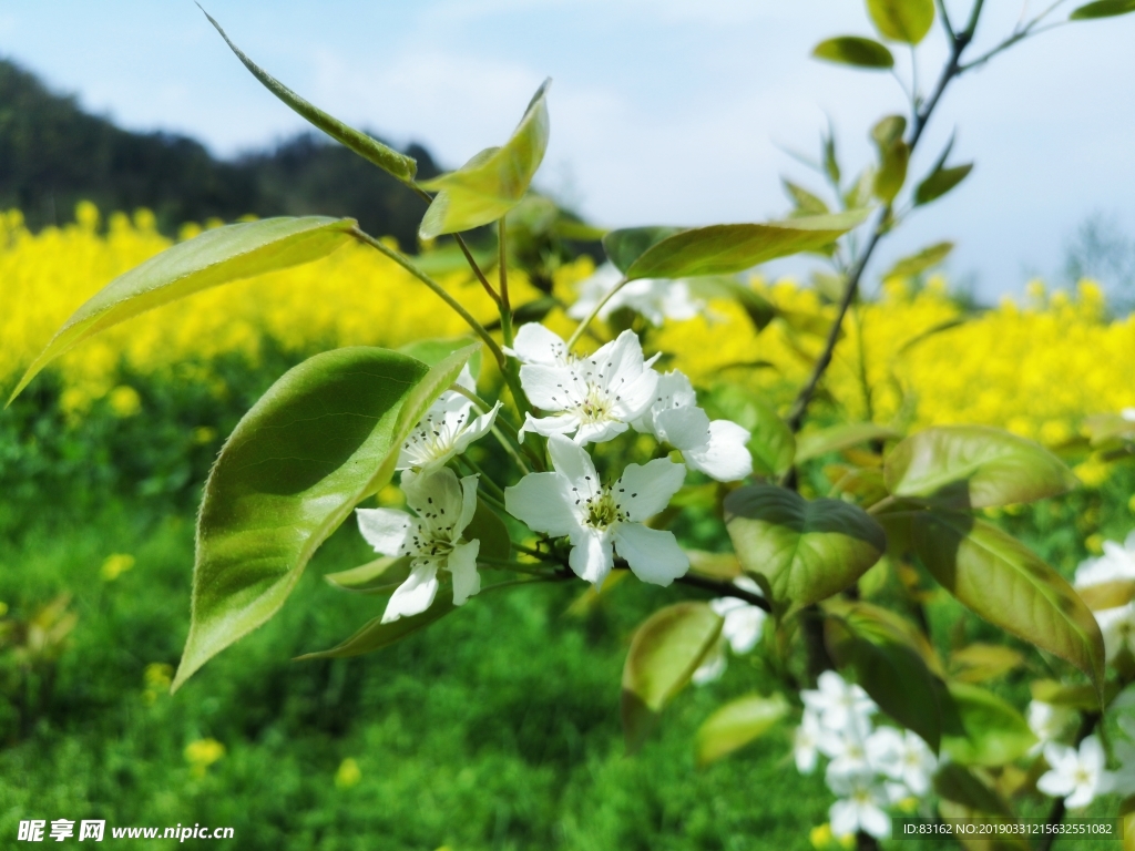 油菜花