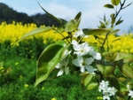 油菜