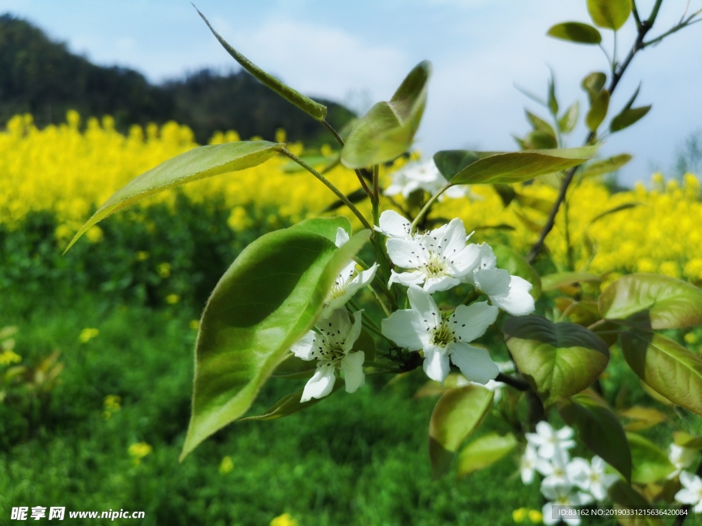 油菜