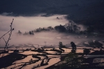 田