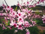 花花