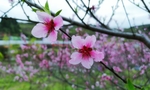 桃花开了