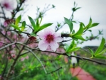 花儿开了
