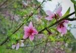 桃花运