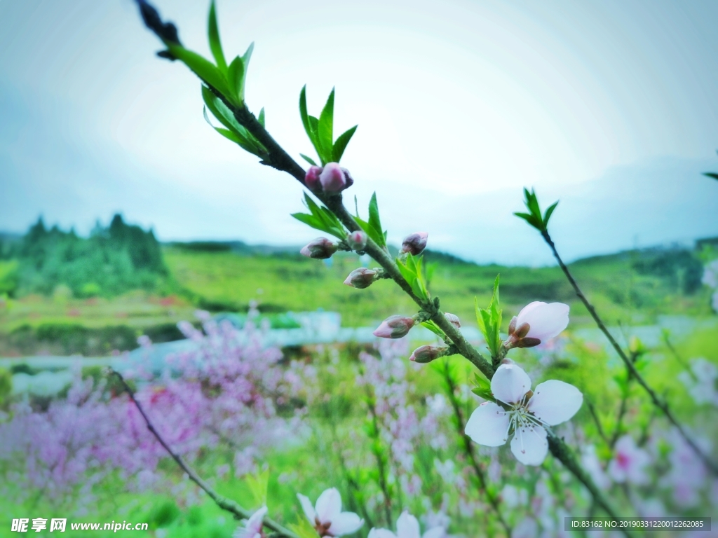 桃花