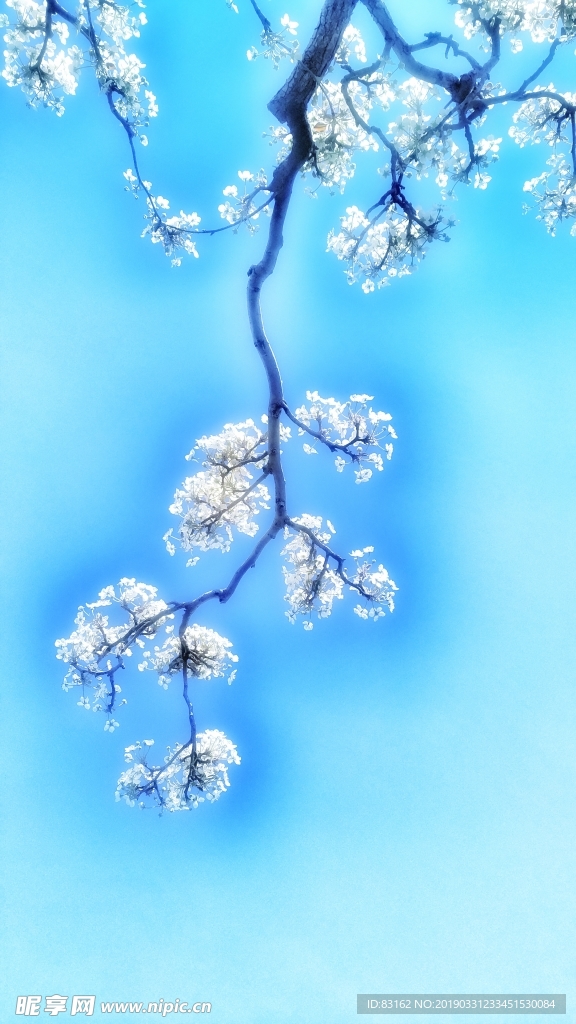 梅花