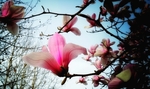 玉兰花