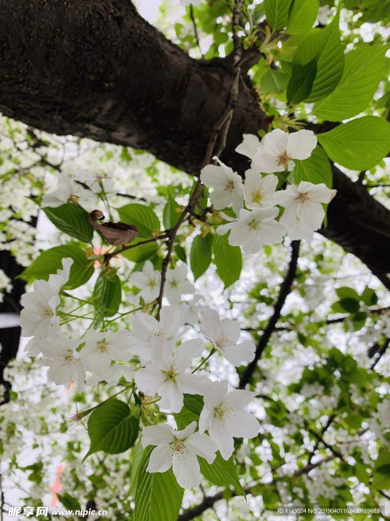 路边鲜花