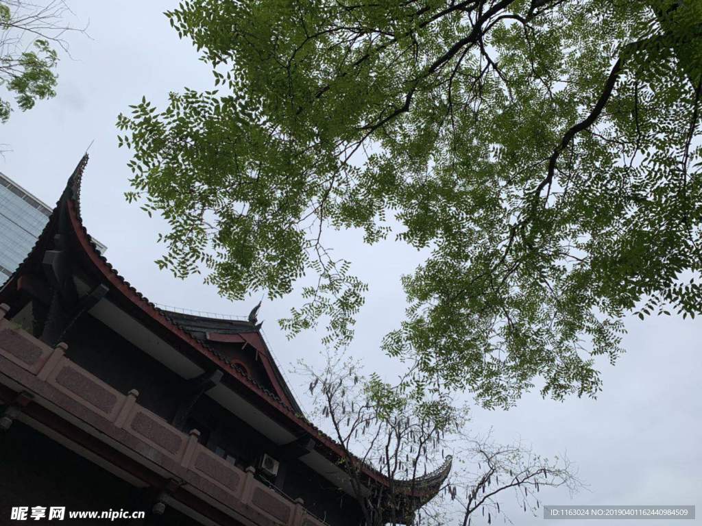 绿树房顶