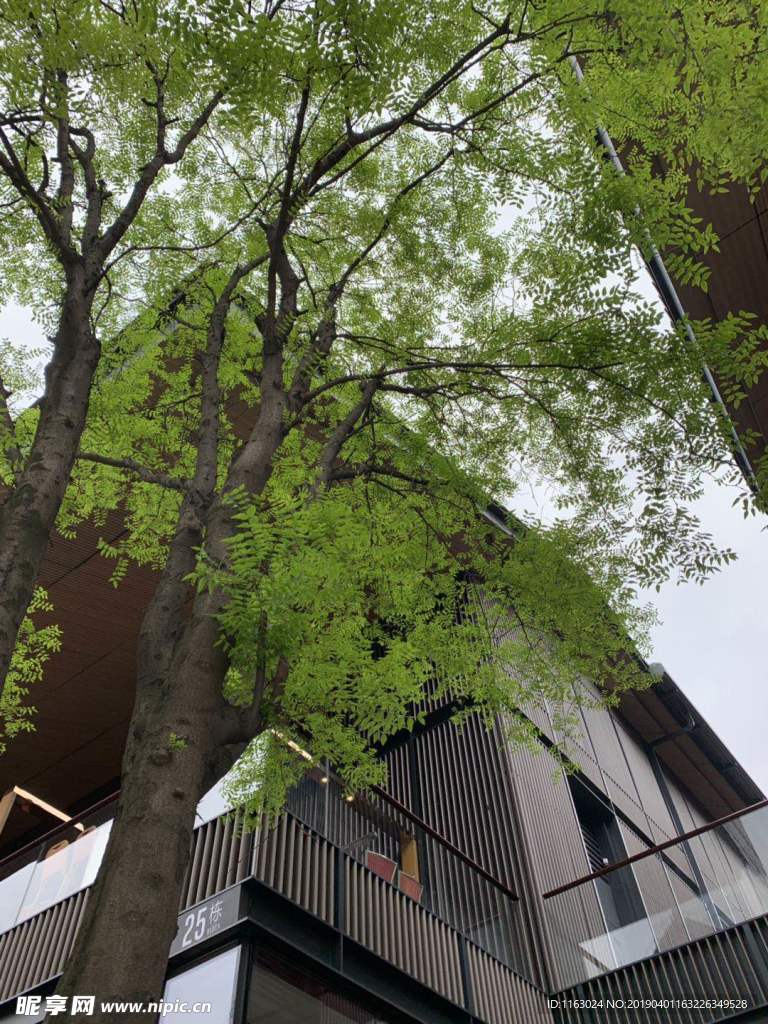 风景
