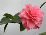 粉色茶花