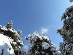 雪压松