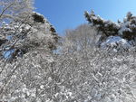 雪景