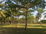 树木  椰树  热带  公园