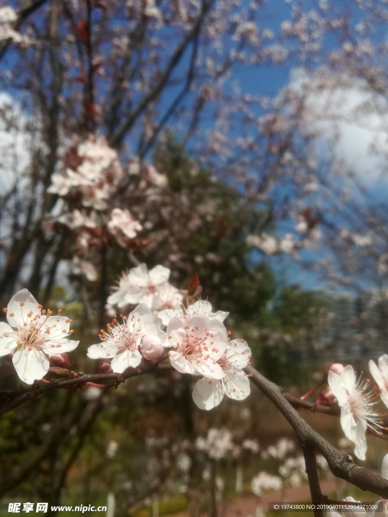 梨花