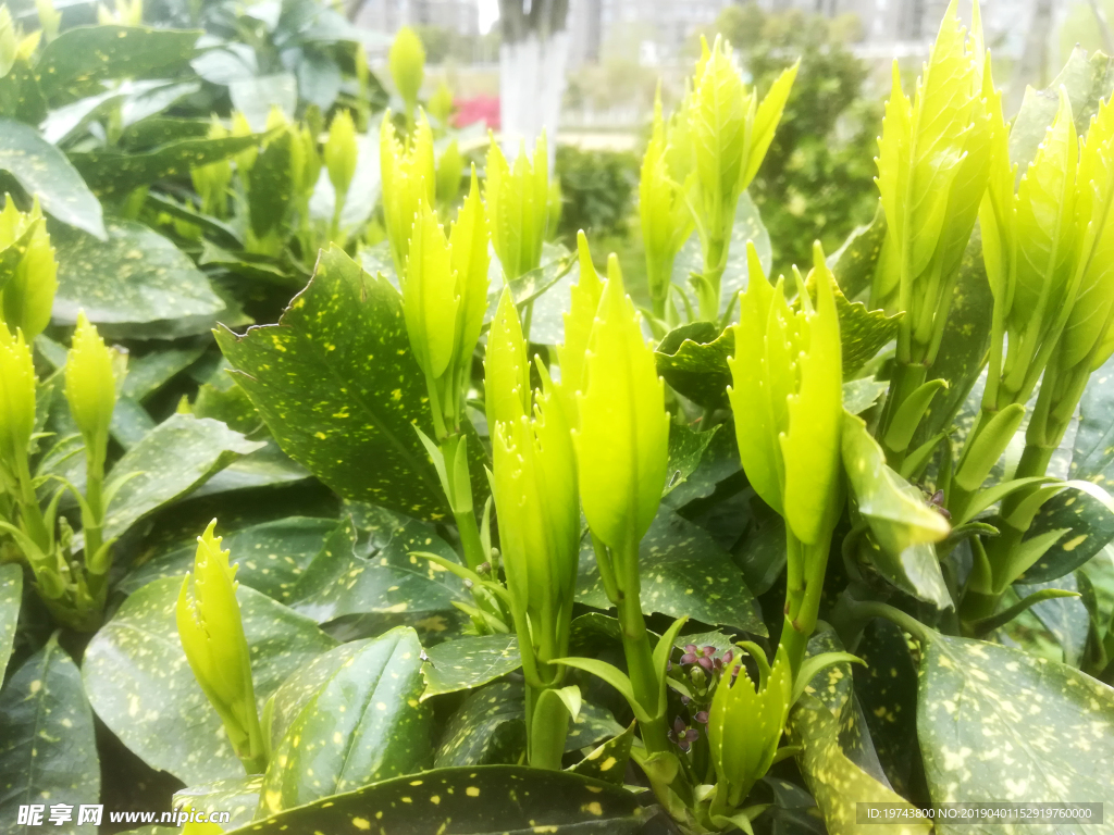 发芽