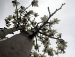 百花