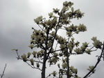 百花