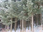 松岭雪村