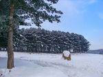 松岭雪村