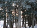 松岭雪村